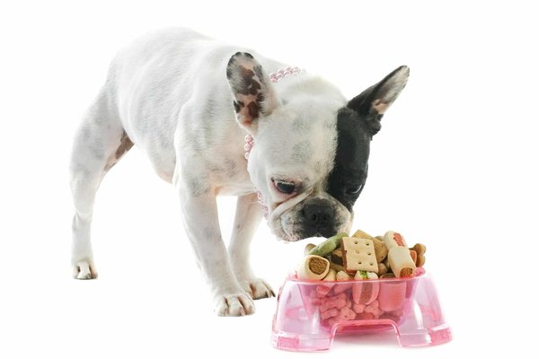 Dog nutrition: What you need to know